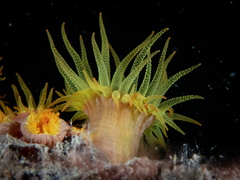 Tubastraea