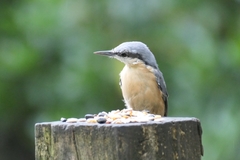 Sitta europaea