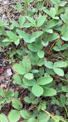Fragaria virginiana