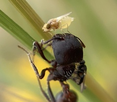 Acalyptratae