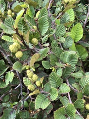 Alnus alnobetula
