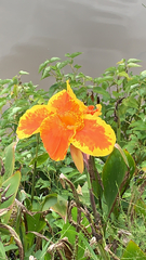 Canna × generalis