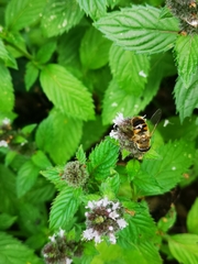 Eristalis tenax
