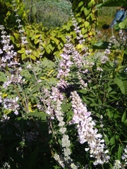 Xylocopa