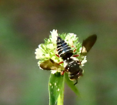 Coelioxys
