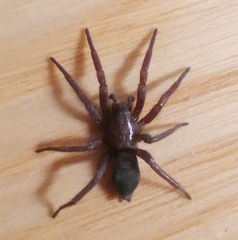 Scotophaeus blackwalli