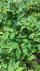 Apocynum androsaemifolium