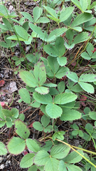 Fragaria virginiana