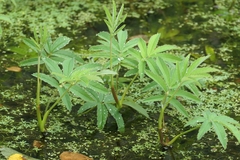 Comarum palustre