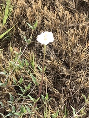 Acleisanthes longiflora