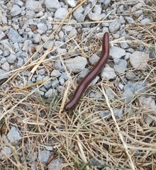 Pachyiulus hungaricus