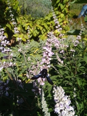 Xylocopa