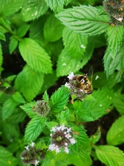 Eristalis tenax