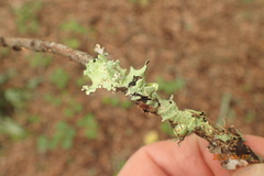 Parmotrema perforatum