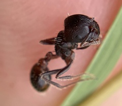 Pogonomyrmex rugosus