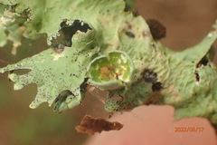 Parmotrema perforatum