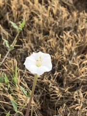 Acleisanthes longiflora