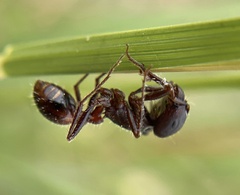 Pogonomyrmex rugosus