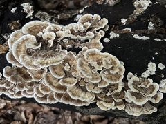 Trametes versicolor