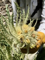 Cirsium funkiae