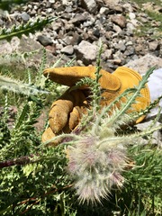 Cirsium funkiae