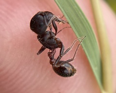 Pogonomyrmex rugosus