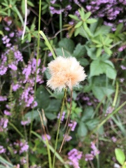 Eriophorum virginicum