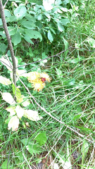 Pilosella aurantiaca