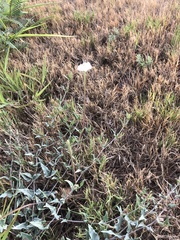 Acleisanthes longiflora