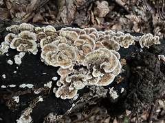 Trametes versicolor