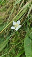 Parnassia palustris