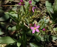 Centaurium pulchellum
