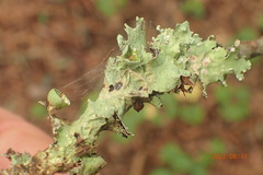 Parmotrema perforatum