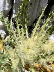 Cirsium funkiae