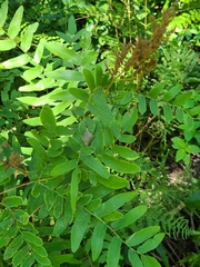 Osmunda spectabilis