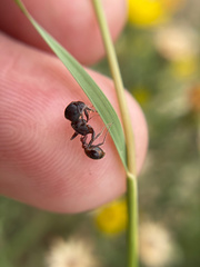 Pogonomyrmex rugosus