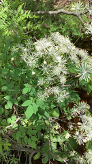 Thalictrum pubescens