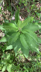 Eutrochium maculatum