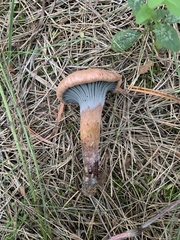 Chroogomphus rutilus