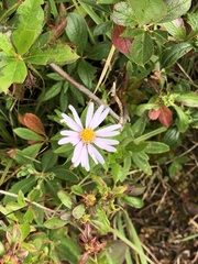 Symphyotrichum novi-belgii