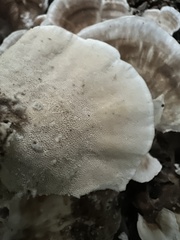 Trametes versicolor