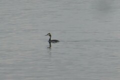 Podiceps cristatus