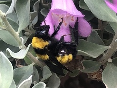 Bombus sonorus