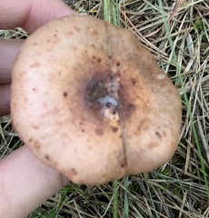 Chroogomphus rutilus