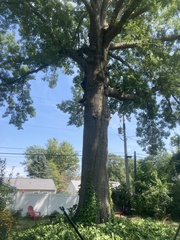 Quercus palustris