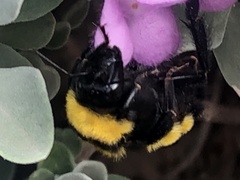 Bombus sonorus