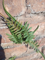 Pteris vittata