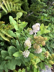 Spiraea