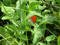Lycaena dispar