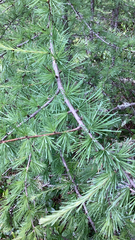 Larix